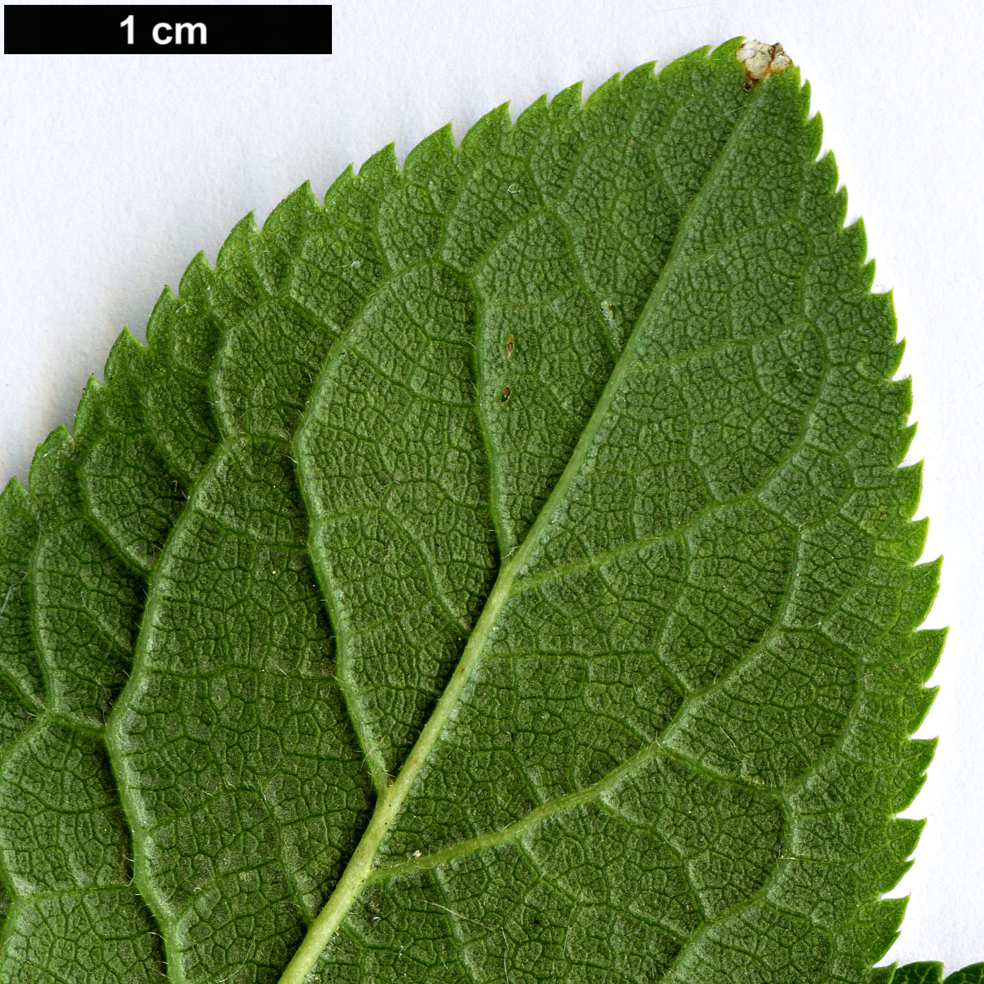 High resolution image: Family: Rosaceae - Genus: Prunus - Taxon: domestica - SpeciesSub: subsp. insititia 'Delma'